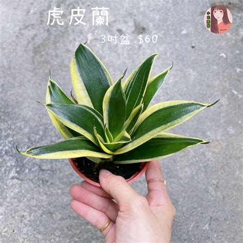 虎尾蘭 招財|虎尾蘭要放哪裡才招財和好運？指南：擺放虎尾蘭招財、好運、守。